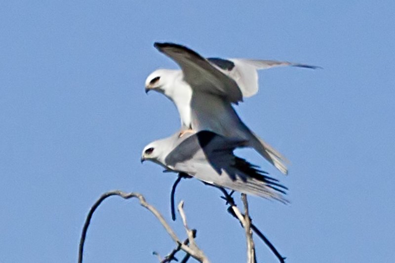White-tailed Kite