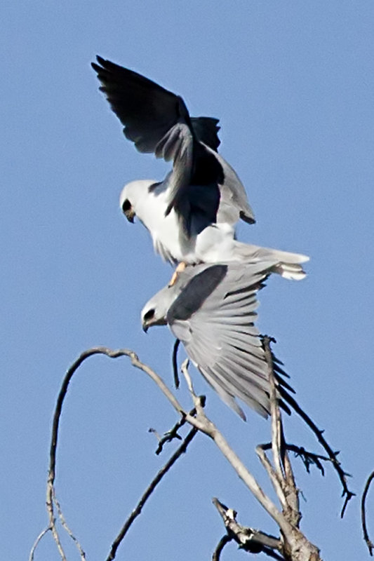 White-tailed Kite