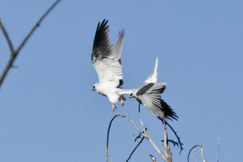 White-tailed Kite