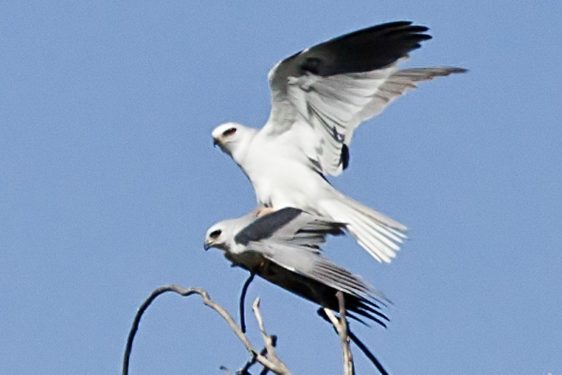 White-tailed Kite