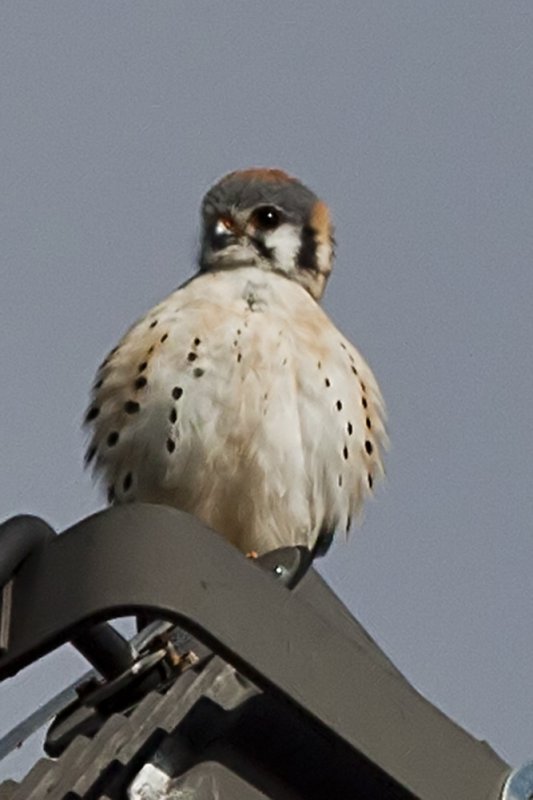 American Kestrel