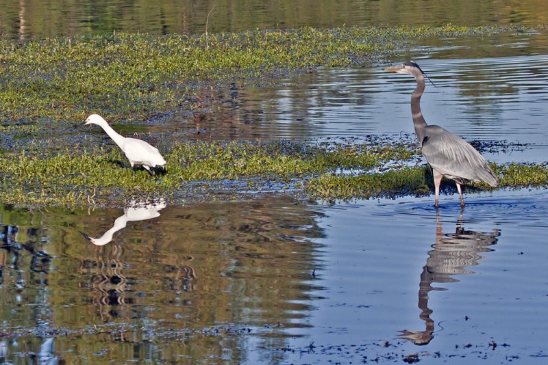 Great Blue Heron/ Snowy Egret