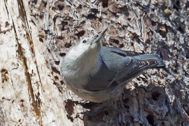 White-breasted Nuthatch