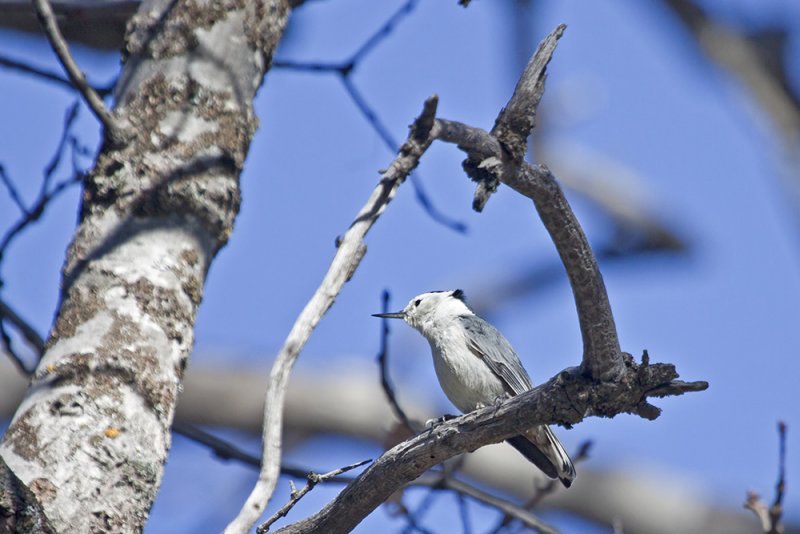 White-breasted Nuthatch