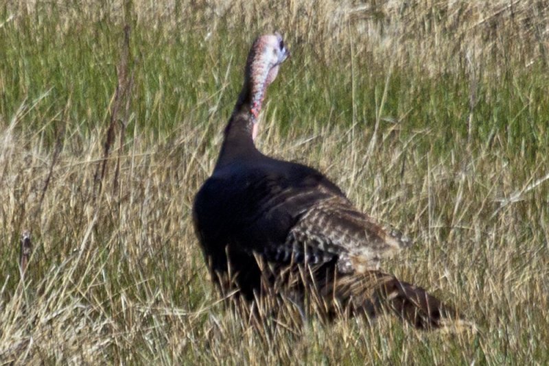 Wild Turkey