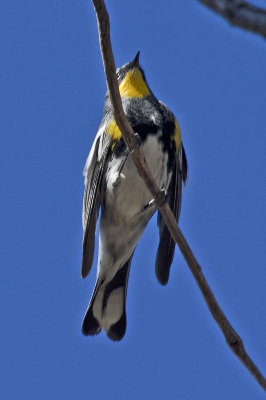 Yellow-rumped Warbler