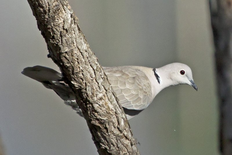 Eurasian-collared Dove