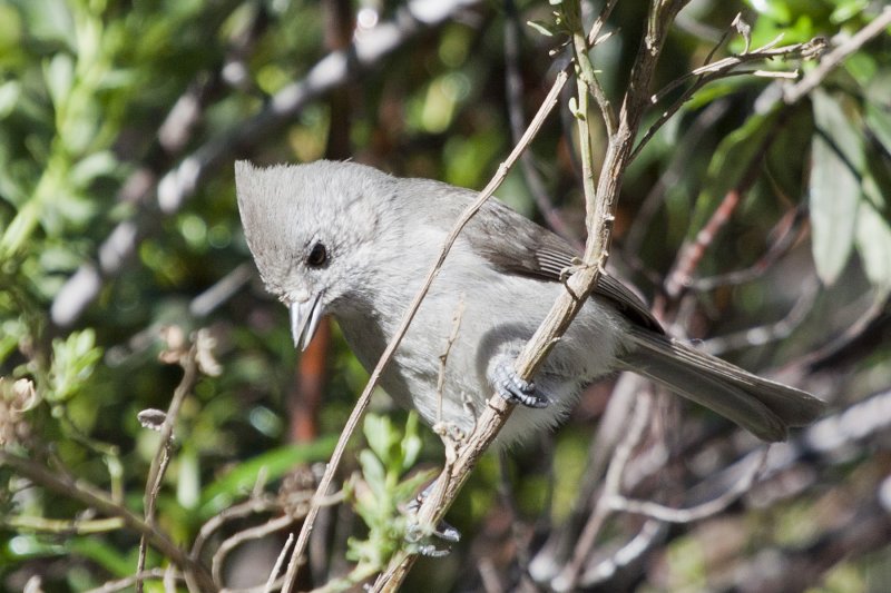 Oak Titmouse