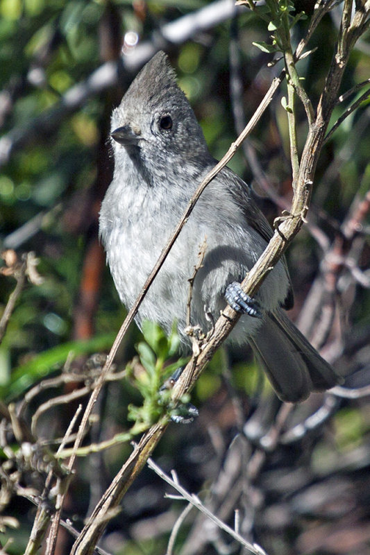 Oak Titmouse