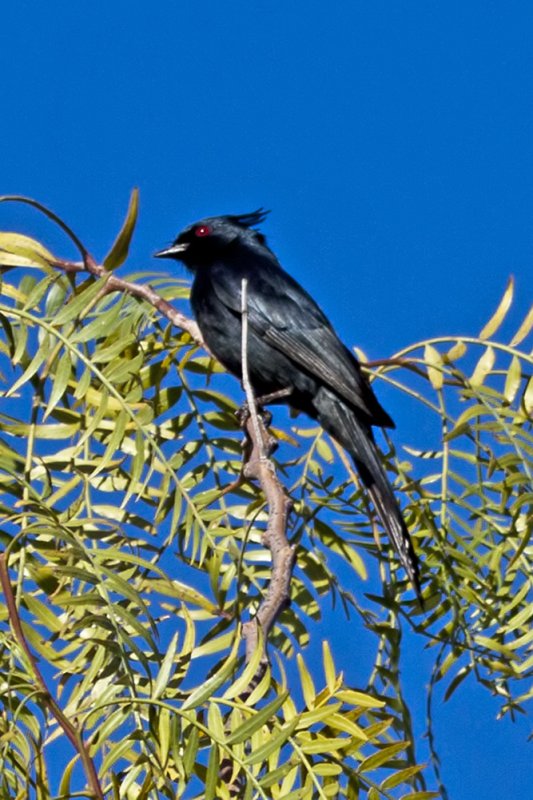 Phainopepla