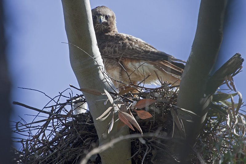 Red-tailed Hawk