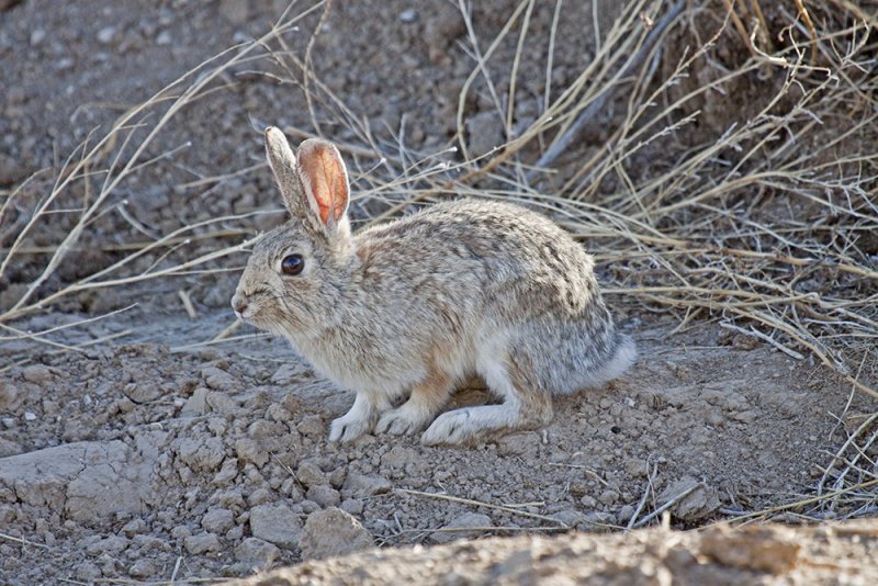 Rabbit