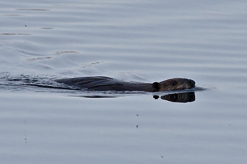 Beaver