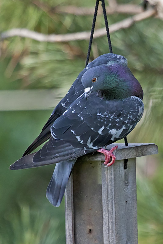 Rock Dove