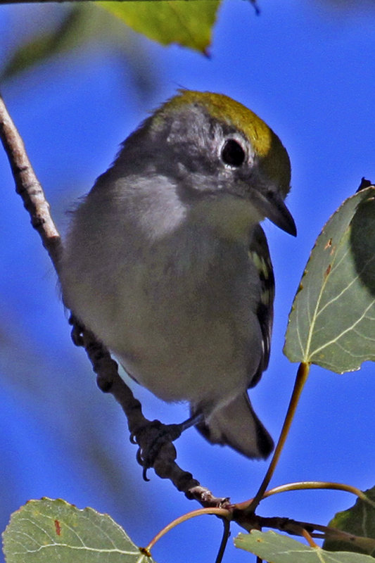 Chestnut-sided Warbler