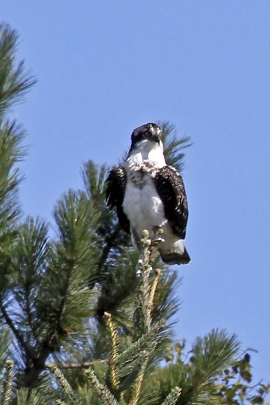 Osprey