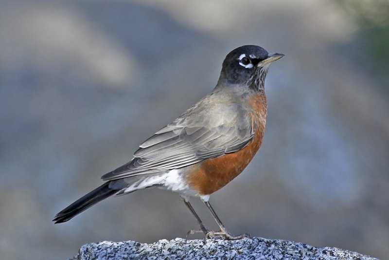 American Robin