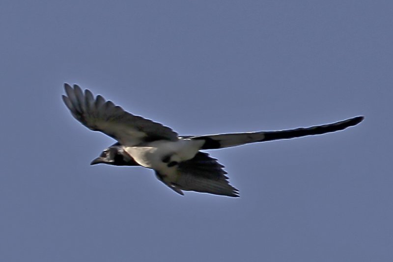 Black-throated Magpie-Jay (Calocitta colliel)