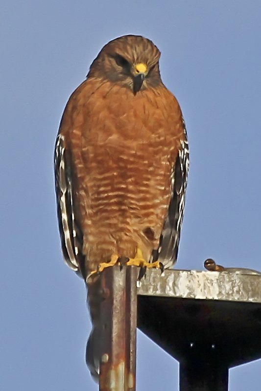 Red-shouldered Hawk