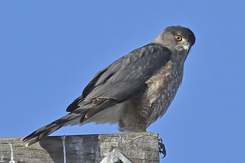Sharp-shinned Hawk
