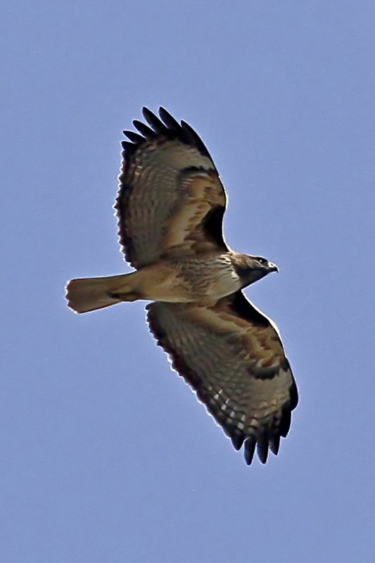Red-tailed Hawk