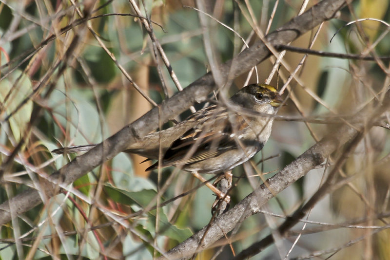 Golden-crowned Sparrow