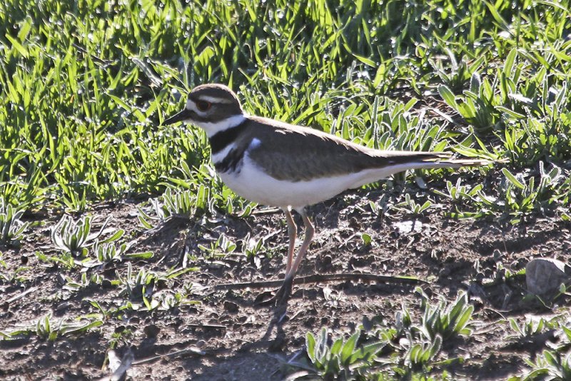 Killdeer
