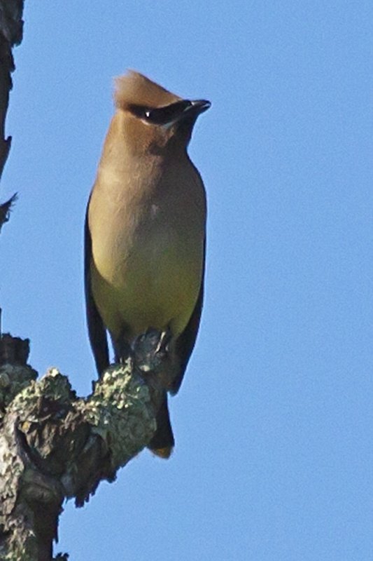 Cedar Waxwing