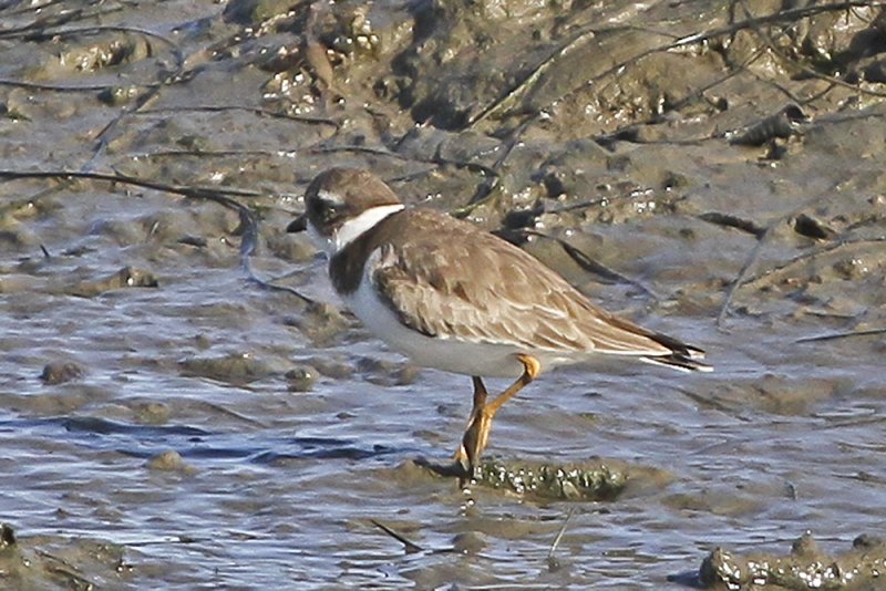 Semipalmated Plover