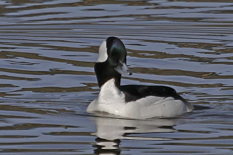 Bufflehead