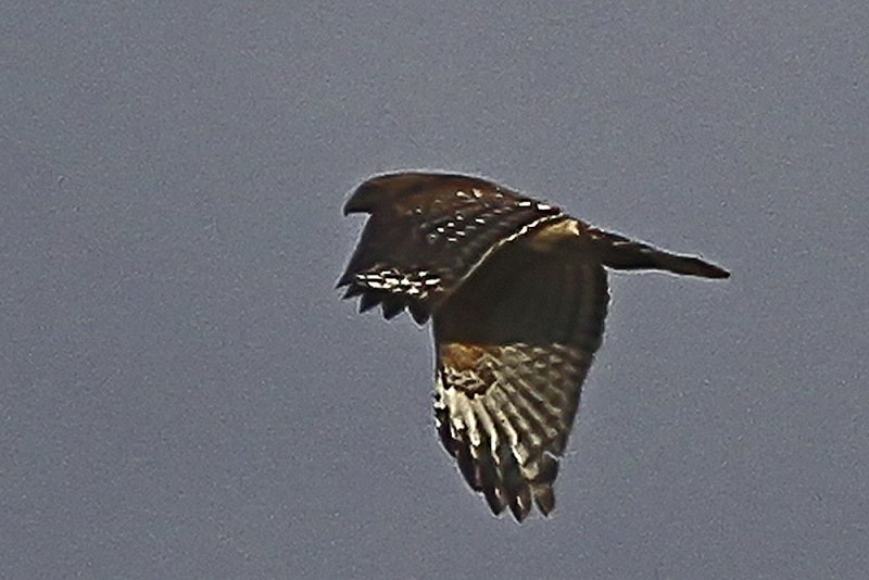 Prairie Falcon