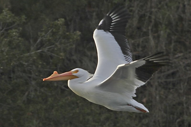American White Pelican