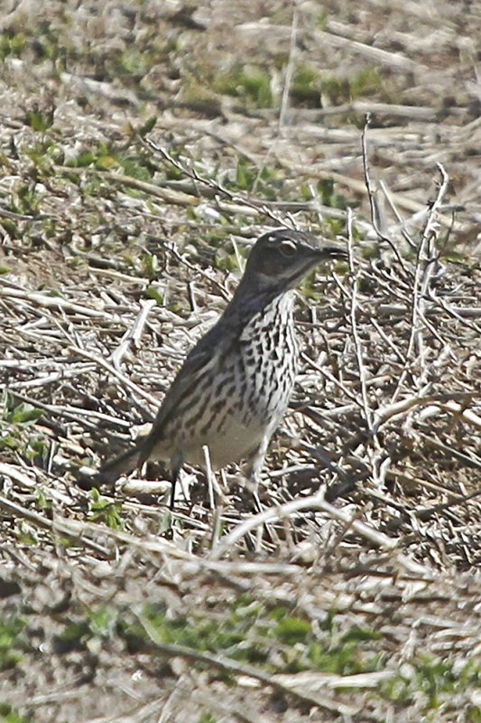 Sage Thrasher