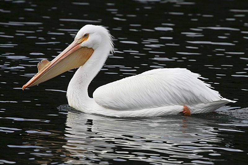 American White Pelican