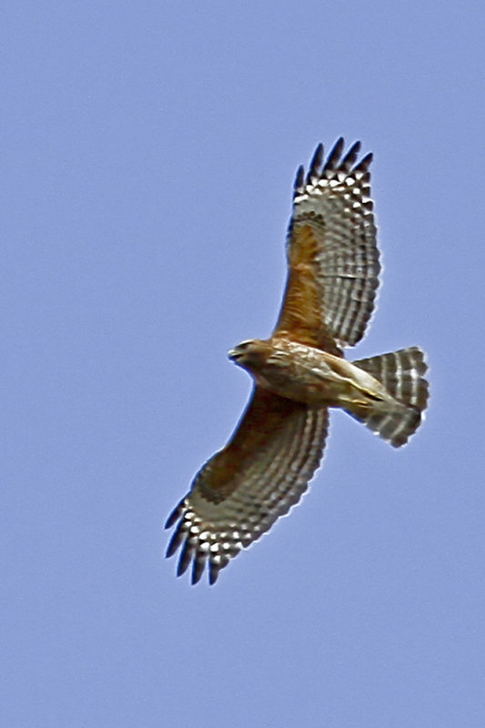 Red-shouldered Hawk