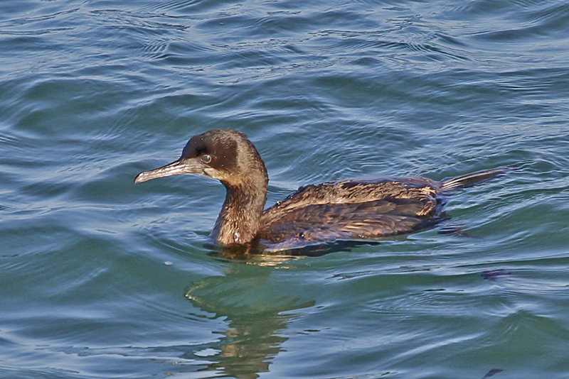 Brandts Cormorant