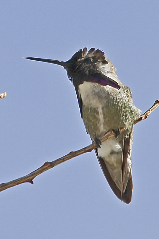 Costas Hummingbird