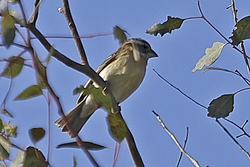 Black-headed Grosbeak