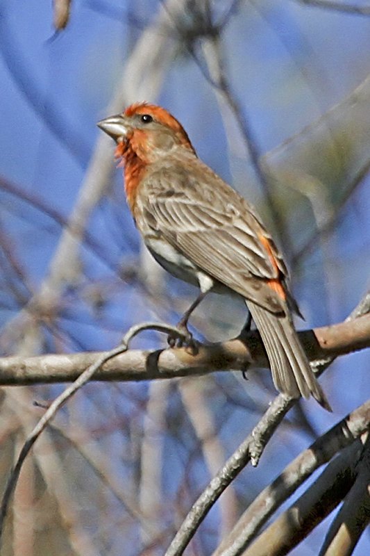 House Finch