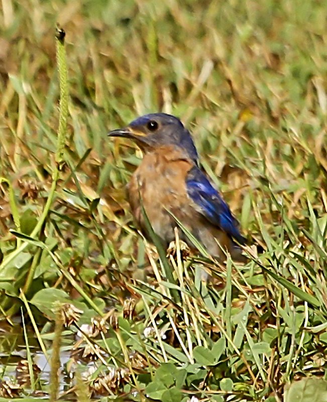 Eastern Bluebird