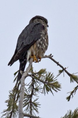 American Kestrel