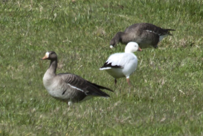 Ross's Goose
