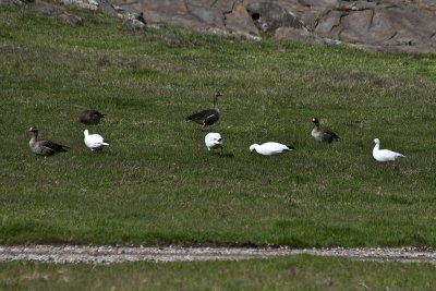 Ross's Goose