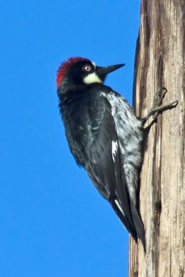 Acorn Woodpecker