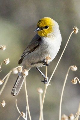 Verdin