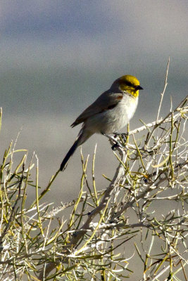 Verdin