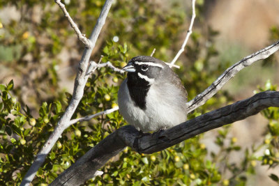 Black -throated Sparrow