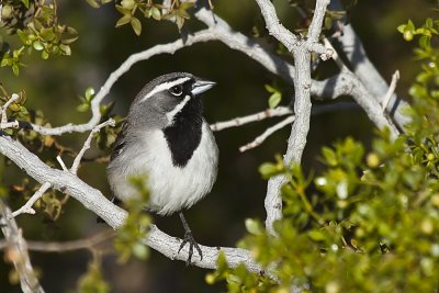 Black -throated Sparrow