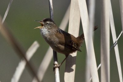 Marsh Wren