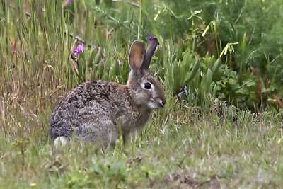 Cottontail Rabbit